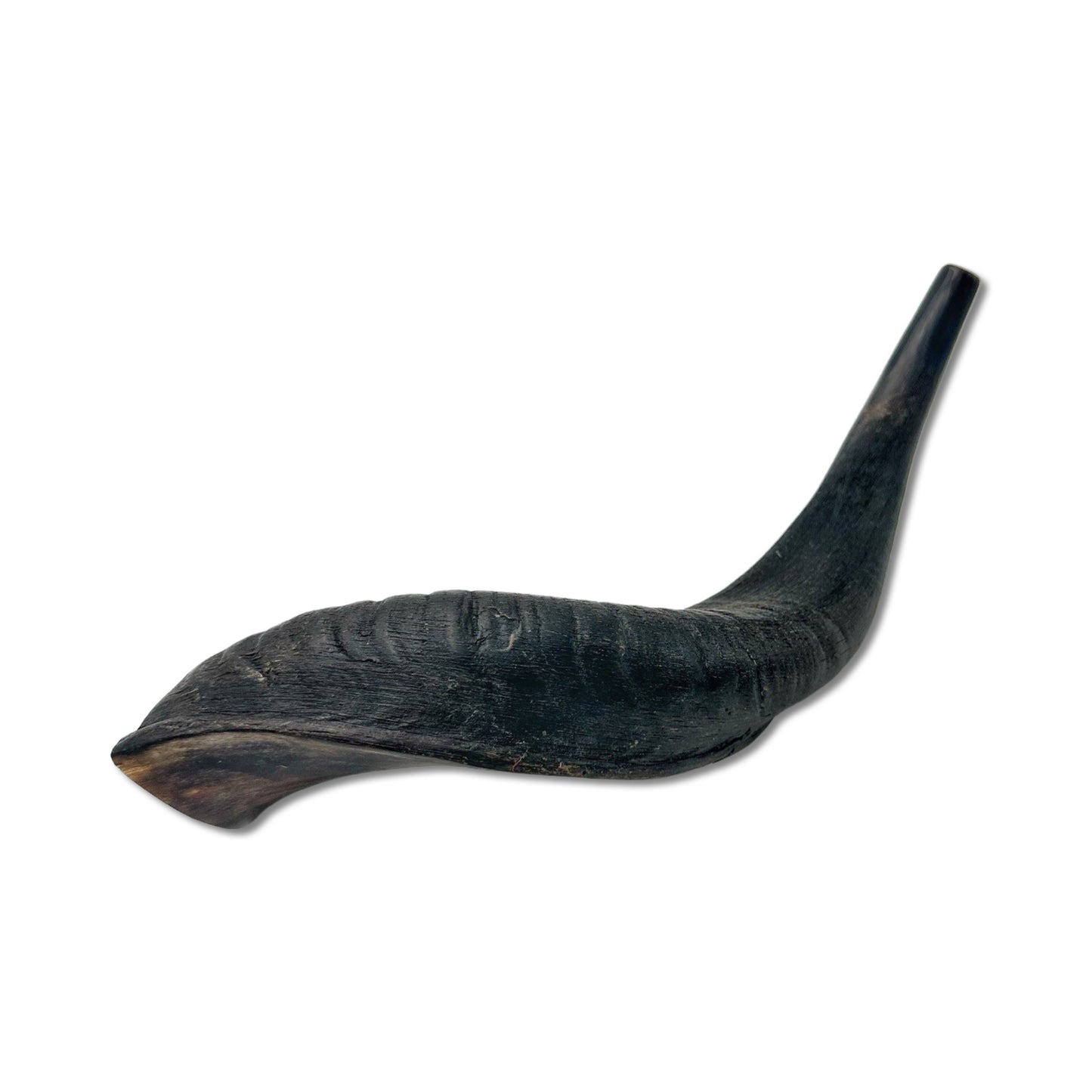 High Quality Kosher Domestic Ram Shofar