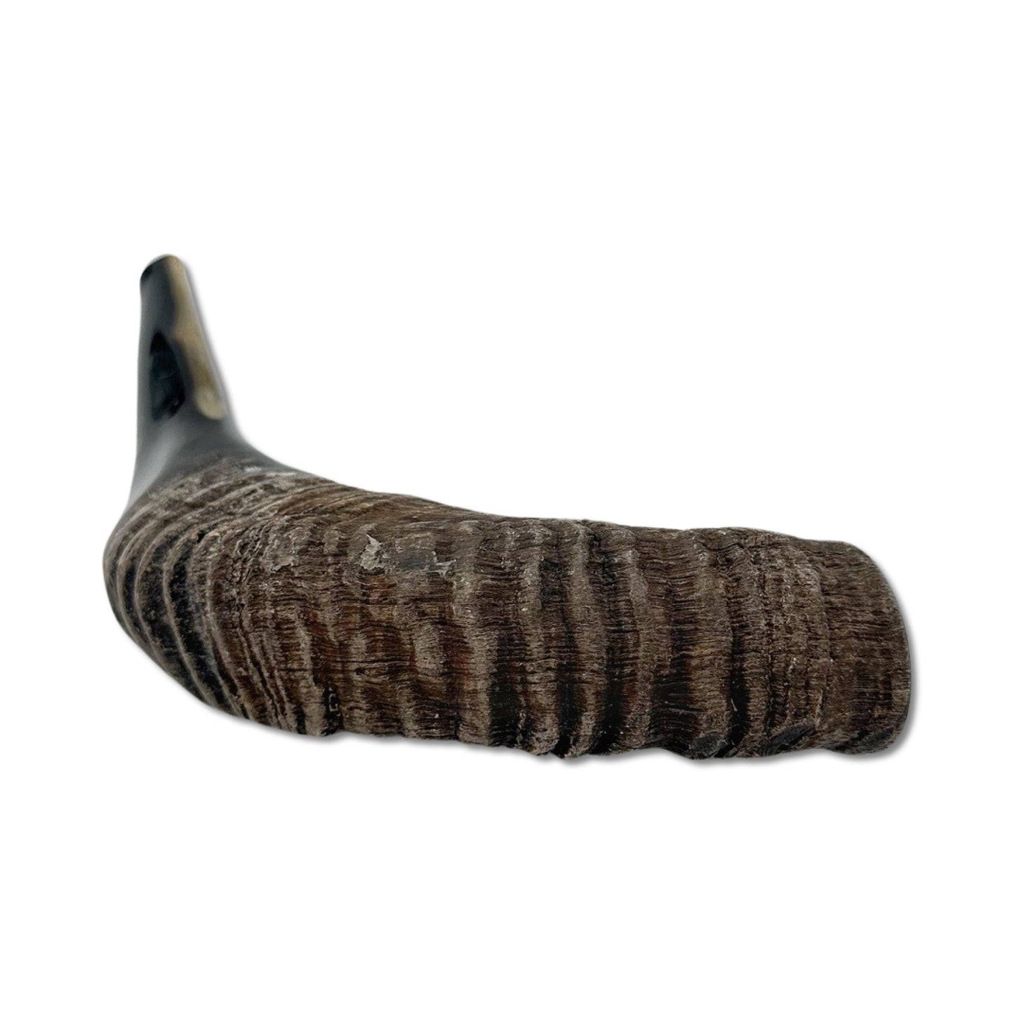 High Quality Kosher Domestic Ram Shofar