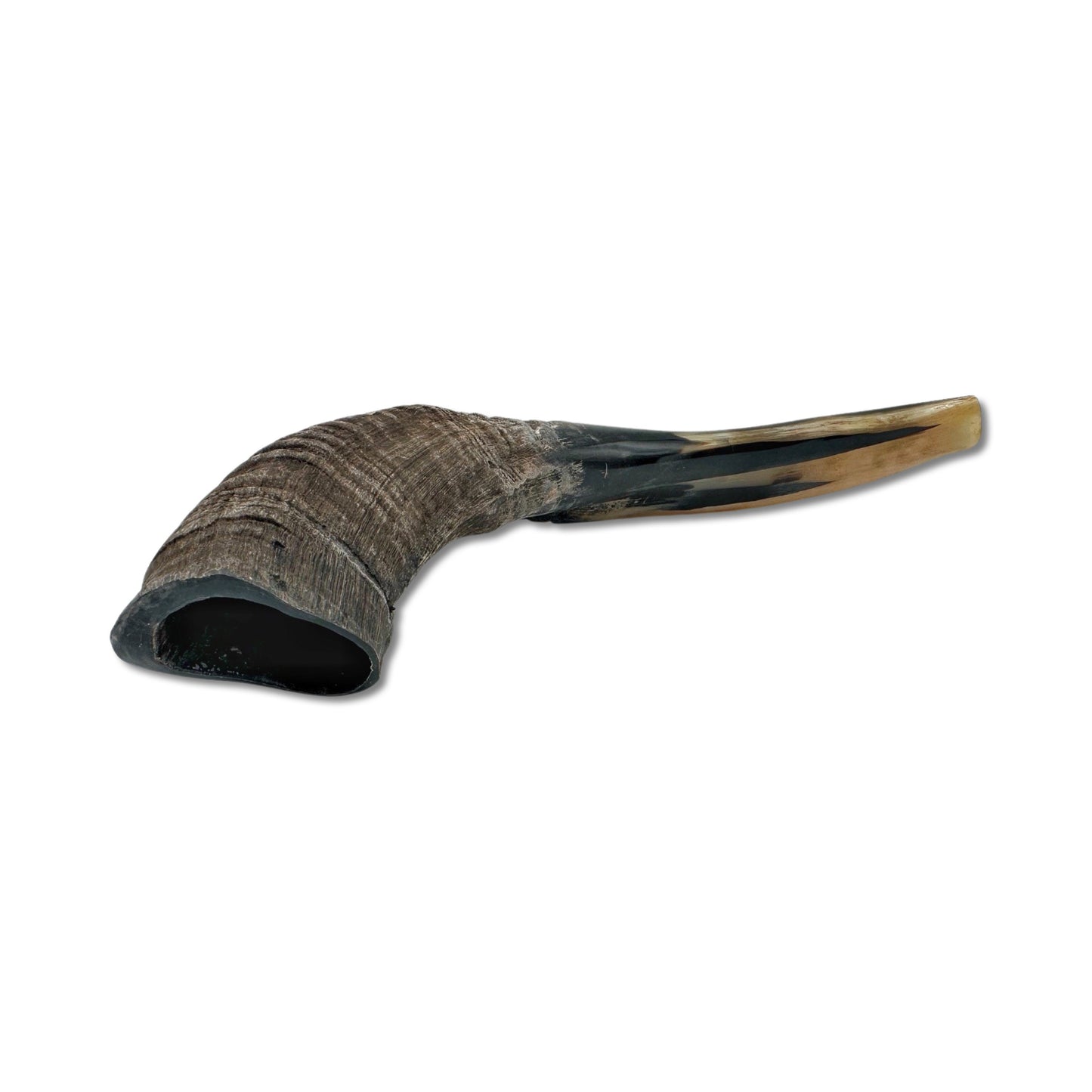 High Quality Kosher Domestic Ram Shofar