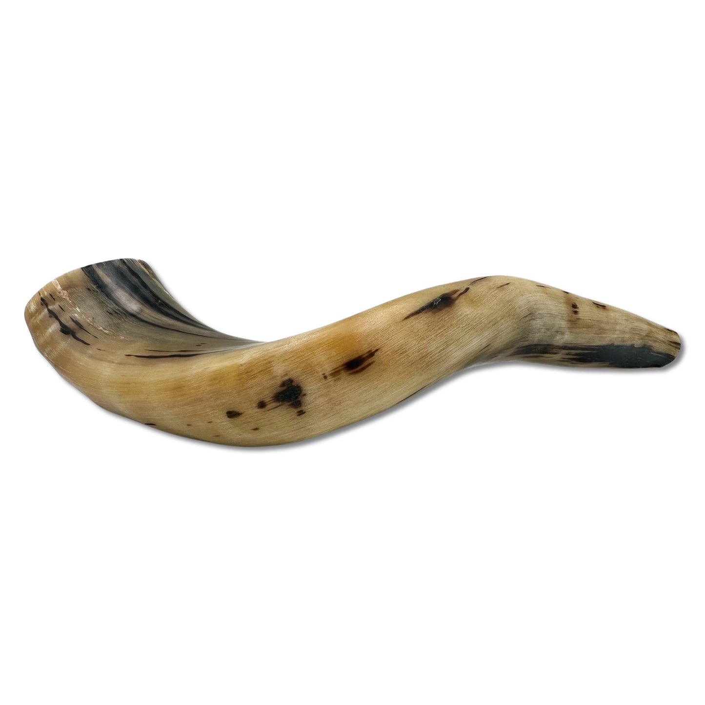 High Quality Kosher Domestic Ram Shofar