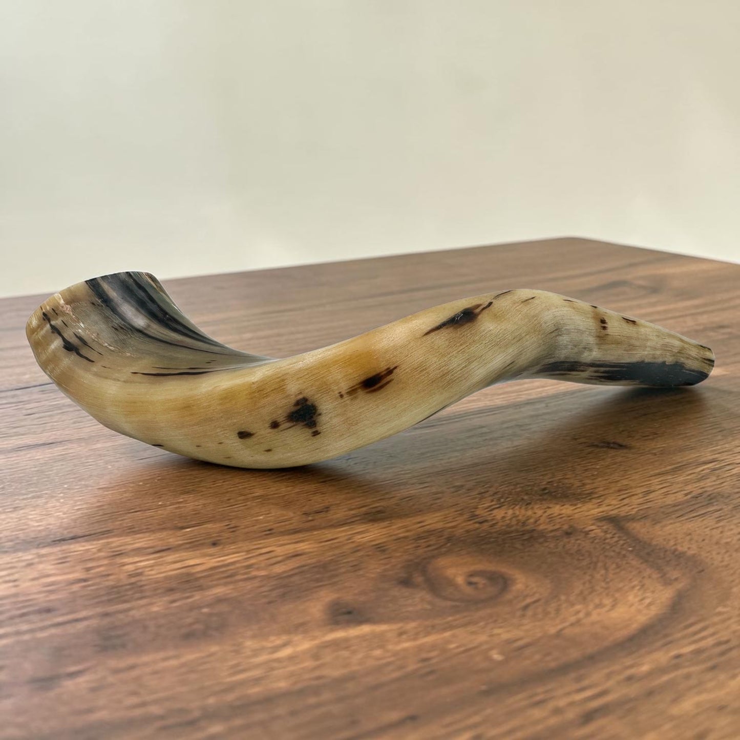 Kosher Ram Horn Shofar