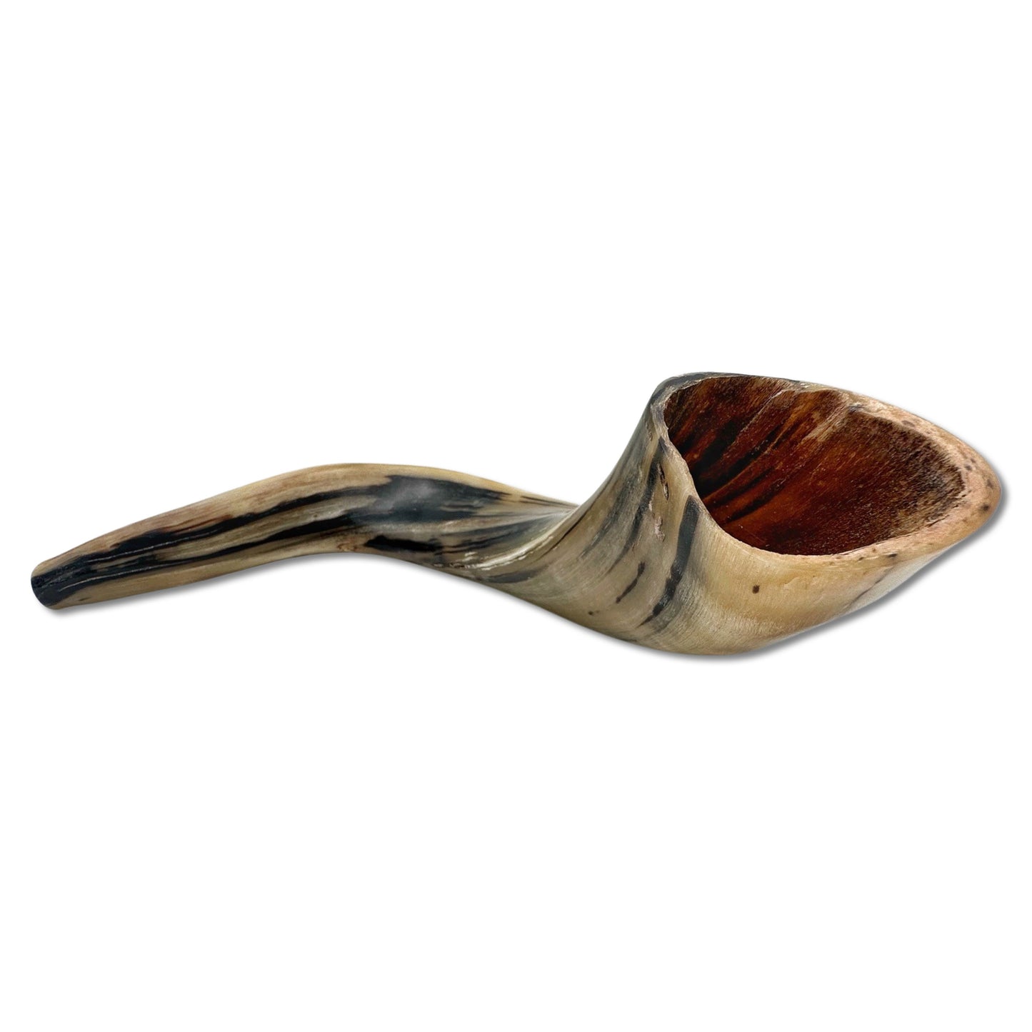 High Quality Kosher Domestic Ram Shofar