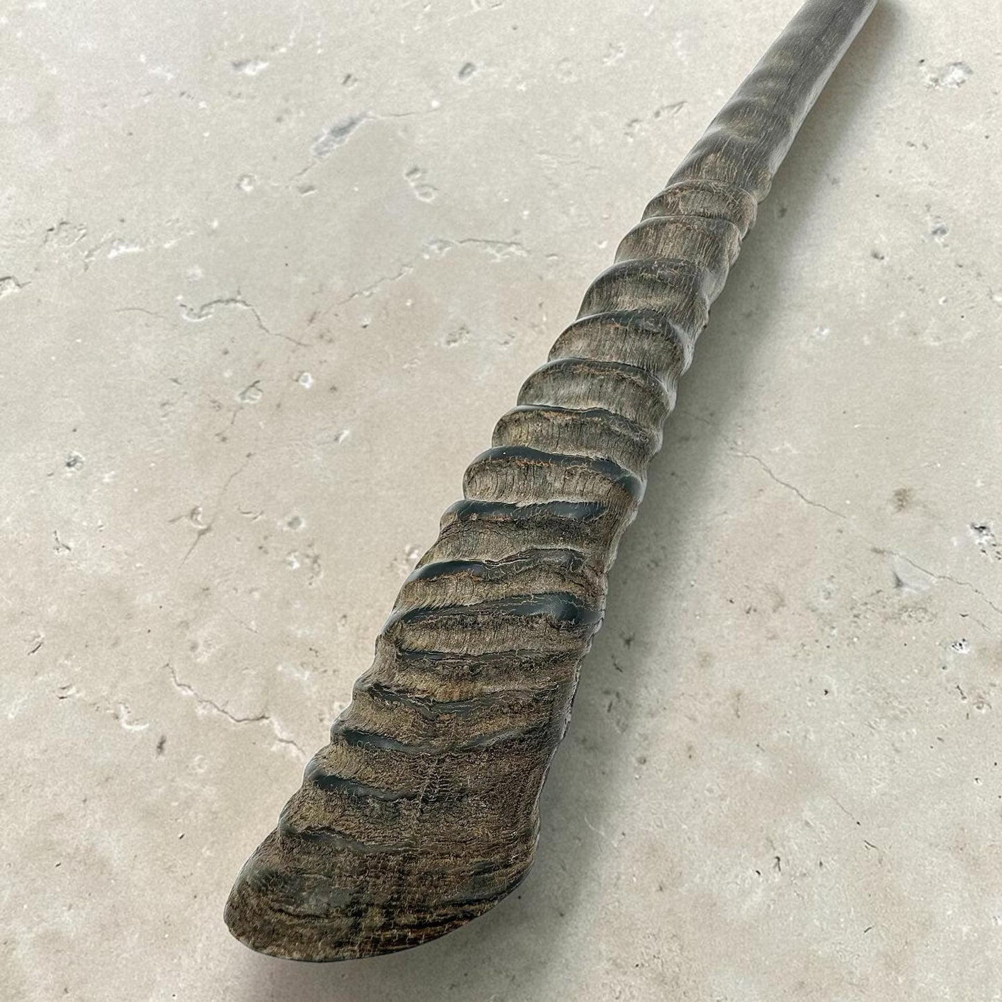 Polished Kosher Oryx Horn Shofar