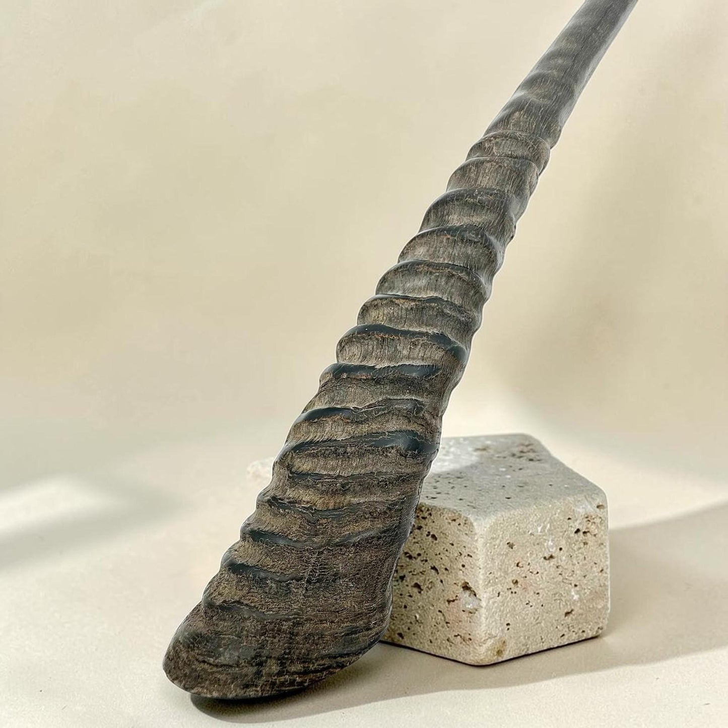Polished Kosher Oryx Horn Shofar