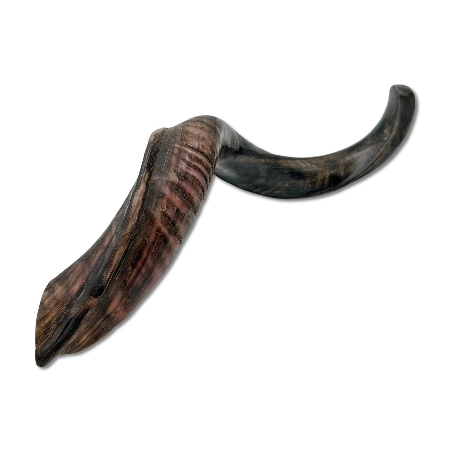 High Quality Kosher Yemenite Shofar