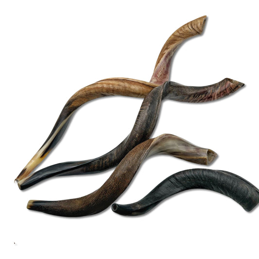 High Quality Kosher Yemenite Shofar