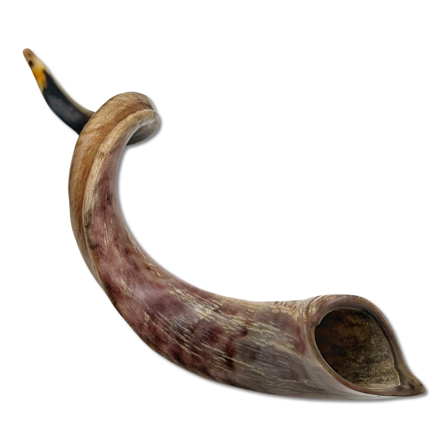 High Quality Kosher Yemenite Shofar